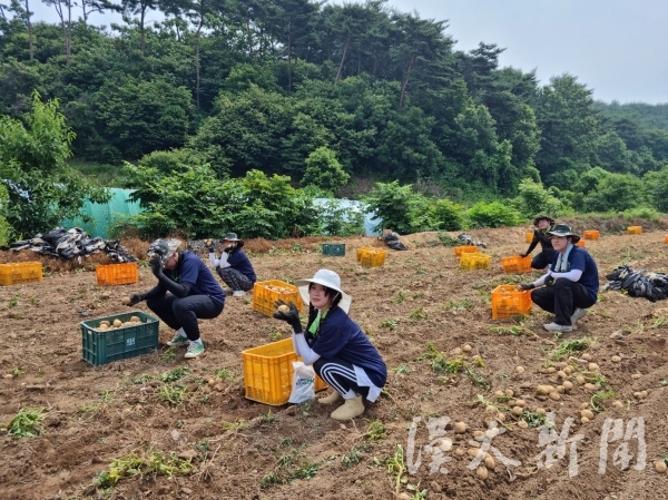 ▲ ERICA캠 학생들이 농활을 진행하고 있는 모습이다.
