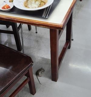서울캠 1생 식당, 쥐 사체 발견